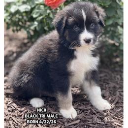 Nick - Black tri-color male Australian Shepherd puppy in Bethany, Connecticut from Wynter Thyme Manor Australian shepherds