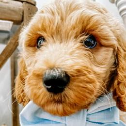 Goldendoodles from Duval Doodles