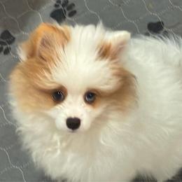 Titan - Orange parti male Pomeranian puppy in Palatka, Florida from Sugarland Pomeranians