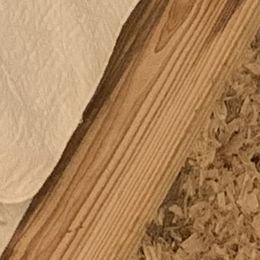 Poodle Puppies from High Tide Standard Poodles