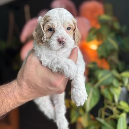 Jack - Buff and white male Cockapoo puppy in Floyds Knobs, Indiana from Sweet Tails