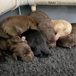 Labrador Retriever Puppies from R Little Retrievers