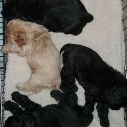 Cocker Spaniel and German Shepherd Puppies from Emerald Cockers/Frog Valley K9's LLC
