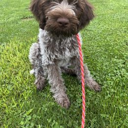 Wirehaired Pointing Griffon Puppies from Pine Barren Griffons