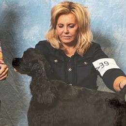 Cocker Spaniels and Poodles from Ray of Lyght Kennels