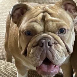 Bulldog All Grown Up from Momma Bear’s bulldogs