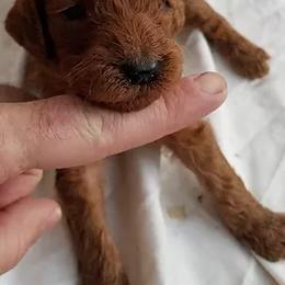 Poodle Puppies from Cartiers Kennel