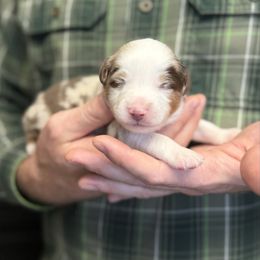 Red Merle male NBT 2 - Red merle male Toy Australian Shepherd puppy in Riverton, Utah from Iron Spirit Homestead & Aussies