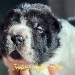 Pugsley - White male Chinese Shar-Pei puppy in Tucson, Arizona from Joplin's Hippo House