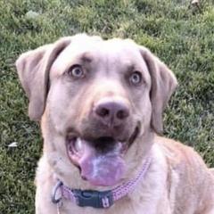 Gypsey Flower - Chesapeake Bay Retriever