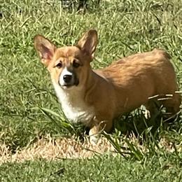 Mr Red - Red male Pembroke Welsh Corgi puppy in Adairsville, Georgia from R&R Corgis