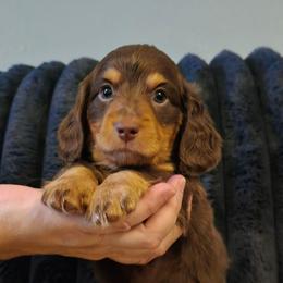 Goose - Chocolate and tan male Dachshund puppy in Willcox, Arizona from Tootsie's Tiny Toes