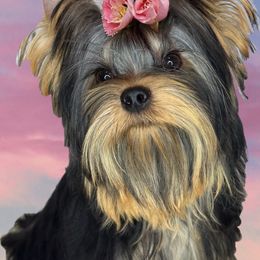 Belka - Yorkshire Terrier