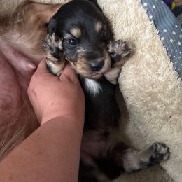 Rover - Black and cream male Dachshund puppy in Cattaraugus County, New York from H&C’s Dachshunds and Retrievers
