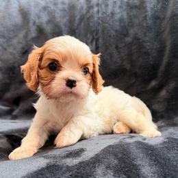 Dolce - Blenheim female Cavalier King Charles Spaniel puppy in Rockville, Maryland from Skais the Limit