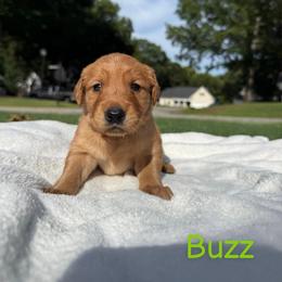 Buzz - Golden male Golden Retriever puppy in Simpsonville, South Carolina from Upstate Revival Retrievers