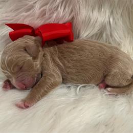 Red Girl - Cream female Goldendoodle puppy in The Woodlands, Texas from Gracie's Goldendoodles and Bernedoodles of The Woodlands