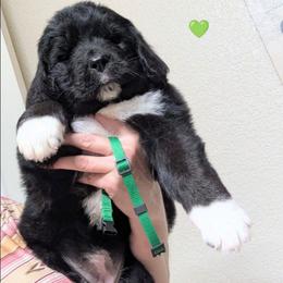 Newfoundland Female  Green Collar - Black female Newfoundland puppy in Burfordville, Missouri from Umfleet Farms