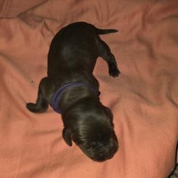 Purple collar - Chocolate female Labrador Retriever puppy in Arlington, Washington from Stout's Hunting Labs and trsbullies
