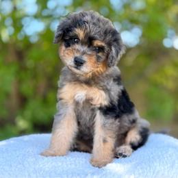 Louie - Merle male Goldendoodle puppy in Highland, Utah from Angel Pups Deluxe