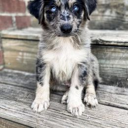 Australian Shepherd Puppies from Supernatural Aussies