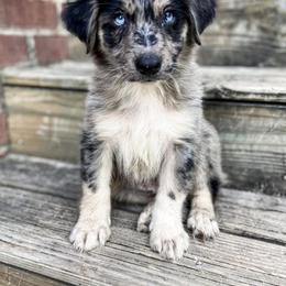 Australian Shepherd Puppies from Supernatural Aussies