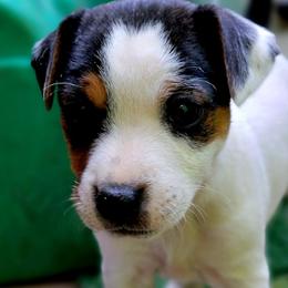 Earl - Tri-color male Jack Russell Terrier puppy in California from Kimberlite