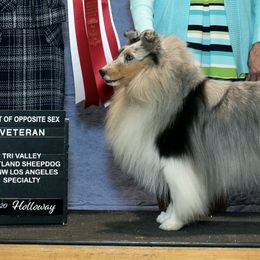 Shetland Sheepdogs from Shooting Star Shelties