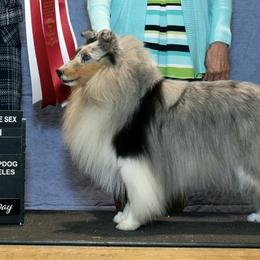 Shetland Sheepdogs from Shooting Star Shelties