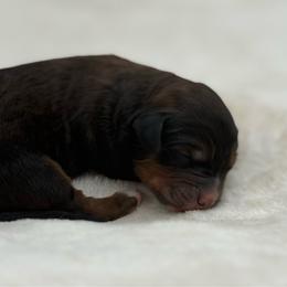 Oregano - Sable male Bernedoodle puppy in Clermont, Florida from Shadow Bernedoodles & Dog Training