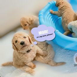 Goldendoodle and Poodle Puppies from Poodlely