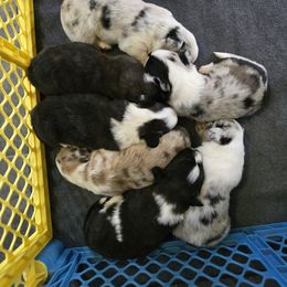 Cardigan Welsh Corgi Puppies from Savage Family Farm