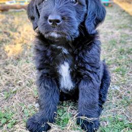 Assorted Doodle Crosses Puppies from Southern Star Goldendoodles