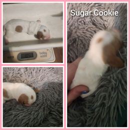 Sugar cookie - Red and white Basset Hound puppy in Mill Springs, North Carolina from Mountain View Basset Hounds