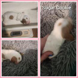 Sugar cookie - Red and white Basset Hound puppy in Mill Springs, North Carolina from Mountain View Basset Hounds
