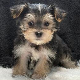 Clover - Black and tan female Yorkipoo puppy in Lebanon, Kentucky from Mosaic Merle Doodles