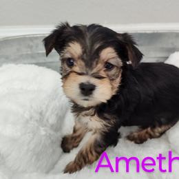 Morkie Puppies from Heart of Texas Morkies