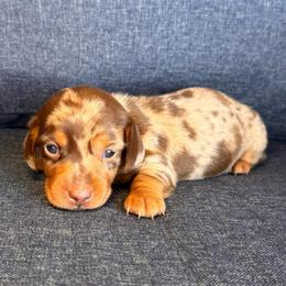 Daisy- Dapple girl - Dapple female Dachshund puppy in North Auburn, California from Northern Doxie