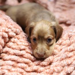 Summer - Cream female Dachshund puppy in Eaton, Ohio from Miniature Alphas Dachshunds