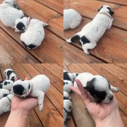 Pink girl - Blue female Australian Cattle Dog puppy in Oregon from Willamette Valley Heelers