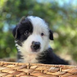 Oreo - Black & white female Australian Shepherd puppy in Summerville, South Carolina from Flowertown Aussies