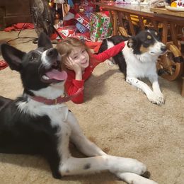 Border Collie Puppies from By Design Farm