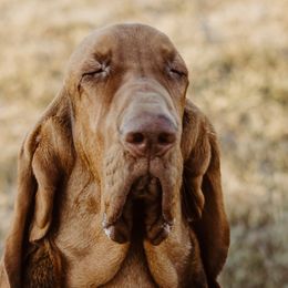 Bloodhounds from Flint Hills Hounds