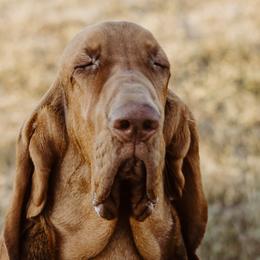 Bloodhounds from Flint Hills Hounds