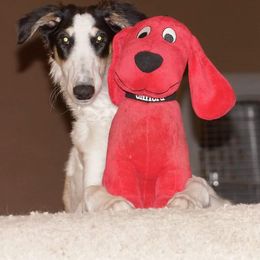 Borzoi Puppies from Hounds of Laureate