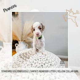 Prancer - Parti female Goldendoodle puppy in Montgomery, Texas from Dacus Doodles