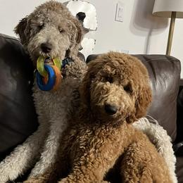 Double Doodles and Goldendoodles from Red White and Doodle