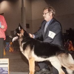 ARTIKUD - German Shepherd