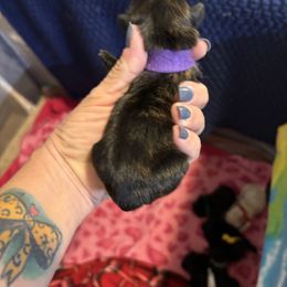 Purple collar - Brindle female Shih Tzu puppy in Kosciusko, Mississippi from The Dog House LLC