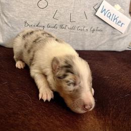 Collie Puppies from A/K Rough Collies